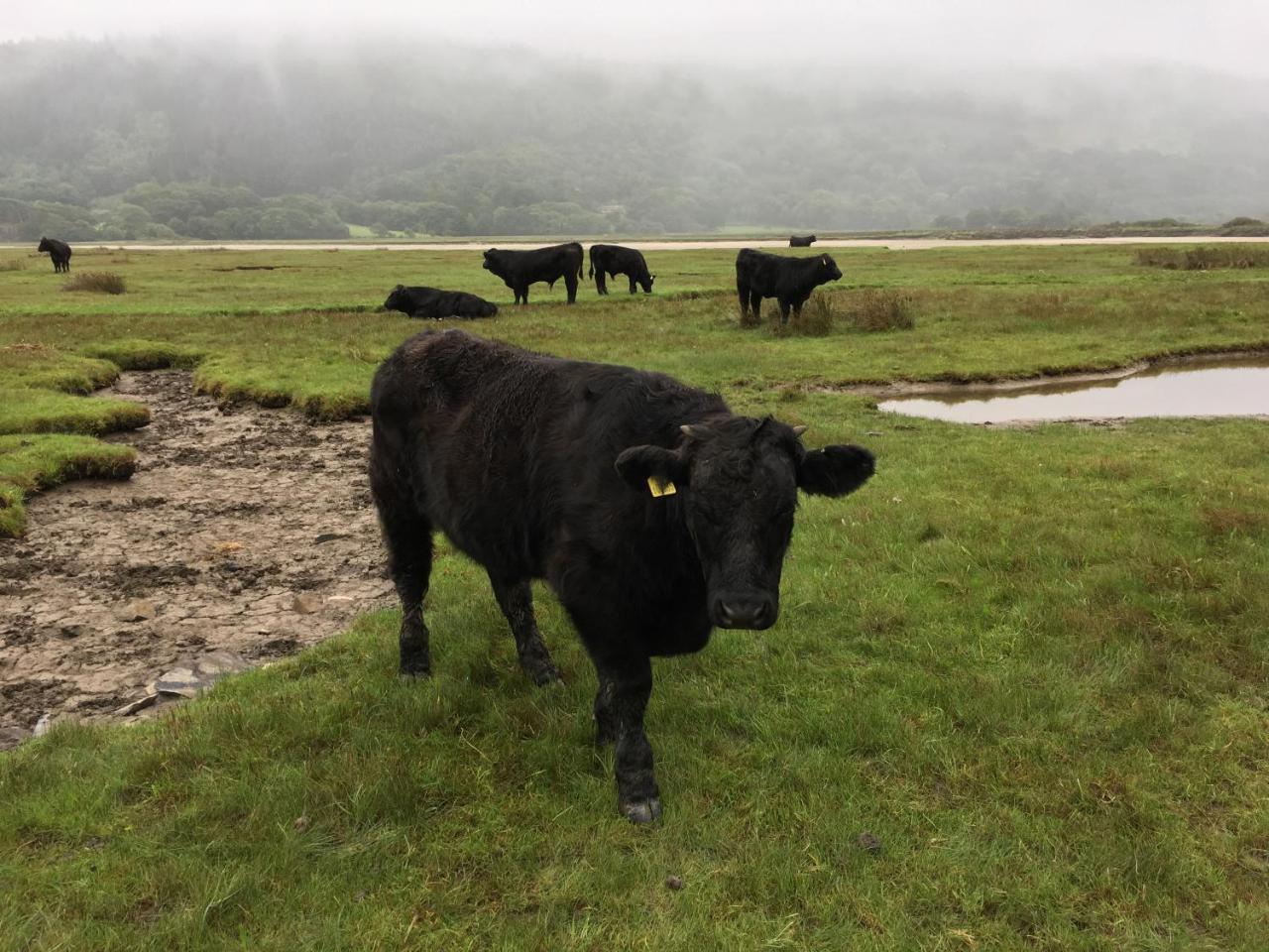 Borthwnog Hall Dolgellau Eksteriør billede